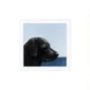 'Black Lab' Framed Art By Nathan Turner -Wallpaper Store Black Lab by Nathan Turner1