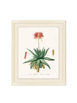 'Blooming Cacti 1' By Nathan Turner Framed Art