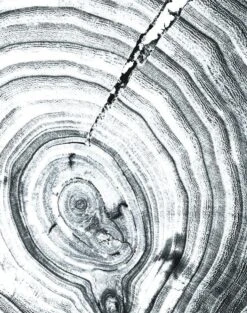 'Deux Bois' Wallpaper By Nathan Turner - Gray 8 'Deux Bois' Wallpaper By Nathan Turner - Gray -Wallpaper Store DeuxBois GRAY detail 1268e434 4f90 4378 b5ef a6ef3c085c2e