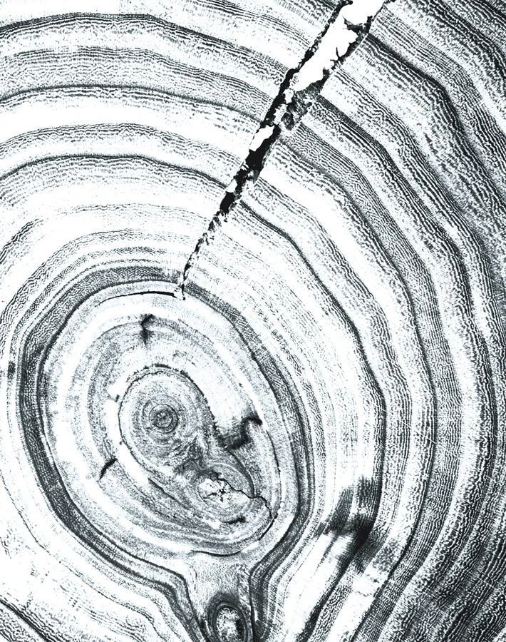 'Deux Bois' Wallpaper By Nathan Turner - Gray 5 'Deux Bois' Wallpaper By Nathan Turner - Gray - Image 3