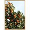 'East Ojai Orange Tree' Framed Art By Nathan Turner 2 'East Ojai Orange Tree' Framed Art By Nathan Turner -Wallpaper Store East Ojai Orange Grove by Nathan Turner1