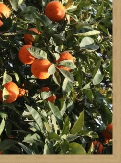 'East Ojai Orange Grove' Framed Art By Nathan Turner -Wallpaper Store East Ojai Orange Grove by Nathan Turner detail