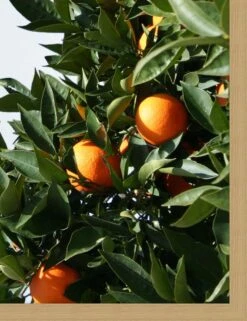 'East Ojai Orange Tree' Framed Art By Nathan Turner -Wallpaper Store East Ojai Orange Tree by Nathan Turner detail