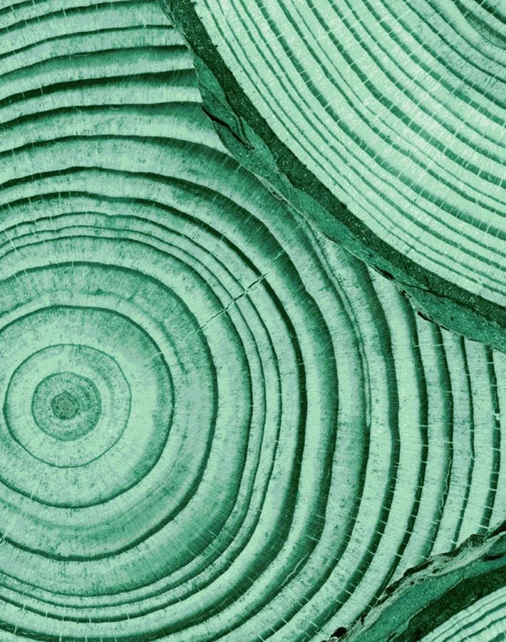 'Faux Bois' Wallpaper By Nathan Turner - Hunter Green 5 'Faux Bois' Wallpaper By Nathan Turner - Hunter Green - Image 3