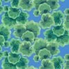'Geranium Leaves' Wallpaper By Nathan Turner - Cerulean -Wallpaper Store Geranium Leaves Cerulean design 768c4b9d 60e5 4511 ab27 684de4c37c53