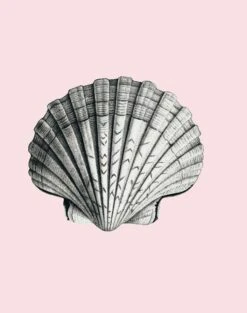 'Seashell' Wallpaper By Wallshoppe - Shell -Wallpaper Store Seashell forweb detail shell 5a003559 b112 4706 a3f6 1ce841d253ca