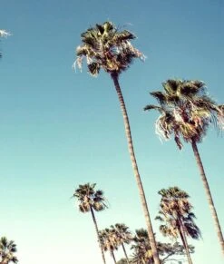 'Sunset Blvd' Acrylic Art By Nathan Turner -Wallpaper Store Sunset Blvd on Acrylic by Nathan Turner detail