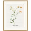 'Valley Wildflower Apricot Mallow' By Nathan Turner Framed Art