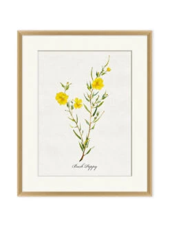 'Valley Wildflower Bush Poppy' By Nathan Turner Framed Art