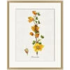 'Valley Wildflower Fremontia' By Nathan Turner Framed Art