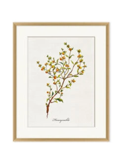 'Valley Wildflower Honeysuckle' By Nathan Turner Framed Art