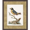 'Woodland Perch 6' By Nathan Turner Framed Art -Wallpaper Store Woodland Perch 6 Design