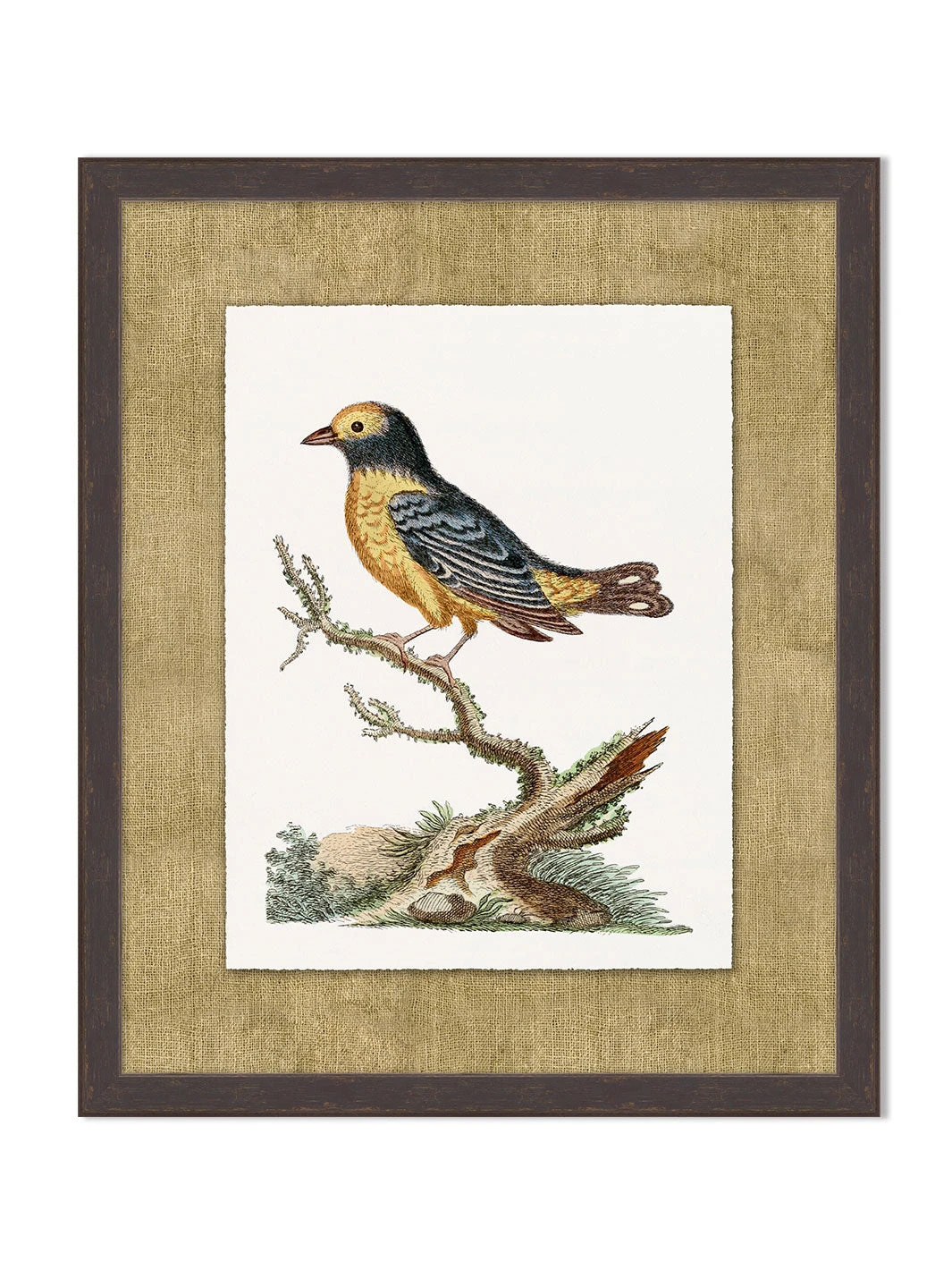 'Woodland Perch 6' By Nathan Turner Framed Art 3 'Woodland Perch 6' By Nathan Turner Framed Art
